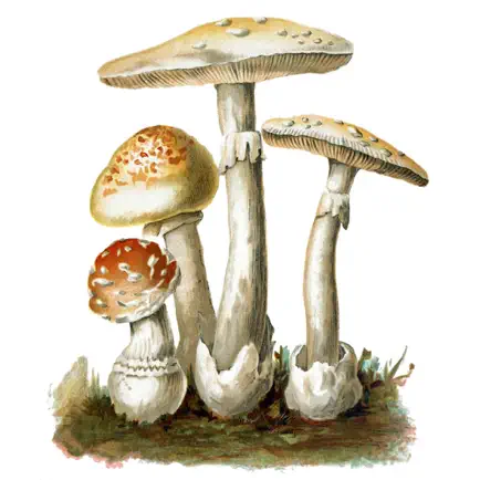MushroomLog Cheats