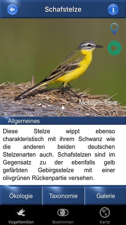 BirdId - Garden Birds of Germany