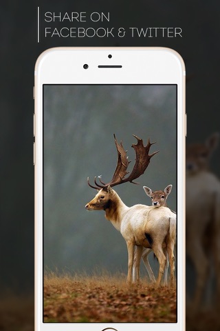 HD Wallpapers for Deer Hunting screenshot 3
