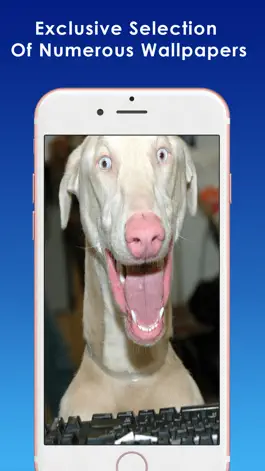 Game screenshot Funny Wallpapers & Backgrounds Crazy Themes hack