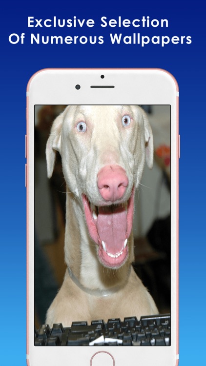 Funny Wallpapers & Backgrounds Crazy Themes