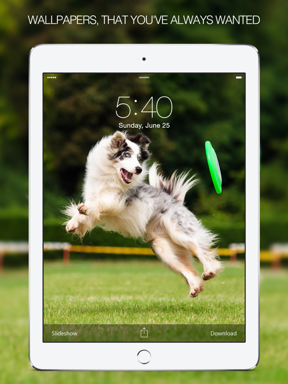 Screenshot #4 pour Dog Wallpapers & Pictures – Cute Dogs