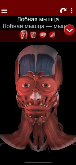 Game screenshot Мышечная система 3D (анатомия) mod apk