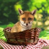 奇妙的朋友萌萌百科动物系列：机敏美丽的“小精灵”狐狸