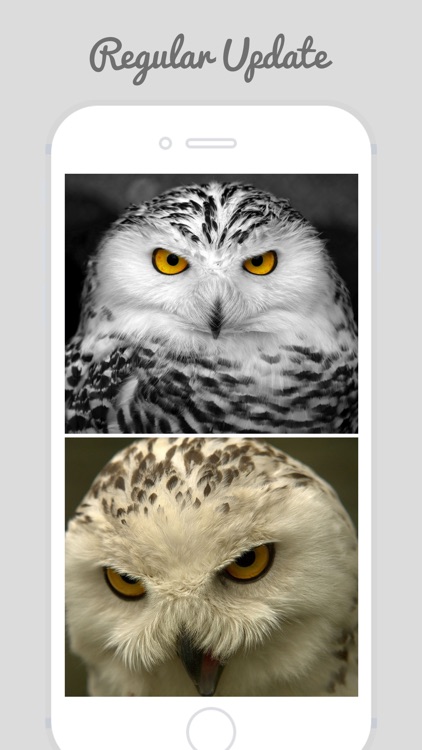 Owl Wallpapers - Stunning Collections Of Owl