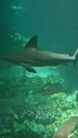Game screenshot Watch Real Live Sharks hack