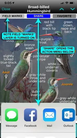 iBird Pro Guide to Birds screenshot 6