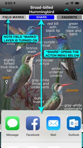 iBird Pro Guide to Birdsのおすすめ画像6