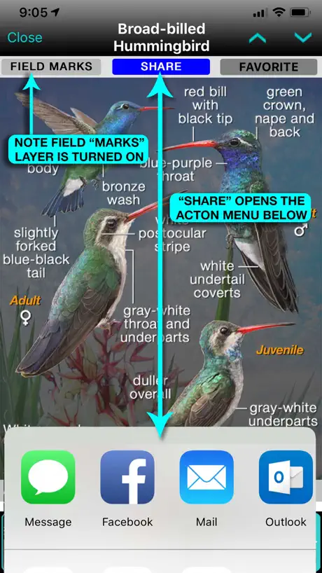 iBird Pro Guide to Birds