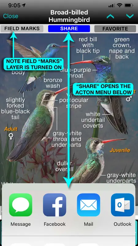 iBird Pro Guide to Birds screenshot 6 of 10