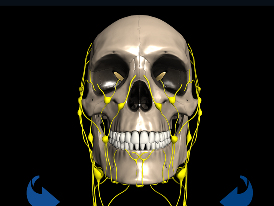 Screenshot #5 pour Head Anatomy - Virtual Reality Medicine