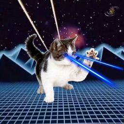 Laser Cats!