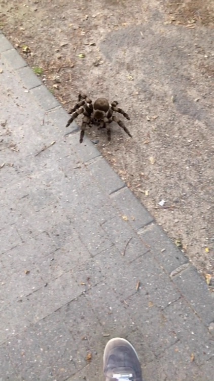 AR Spiders screenshot-3
