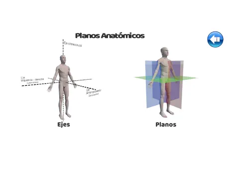 Regiones Anatómicas RA