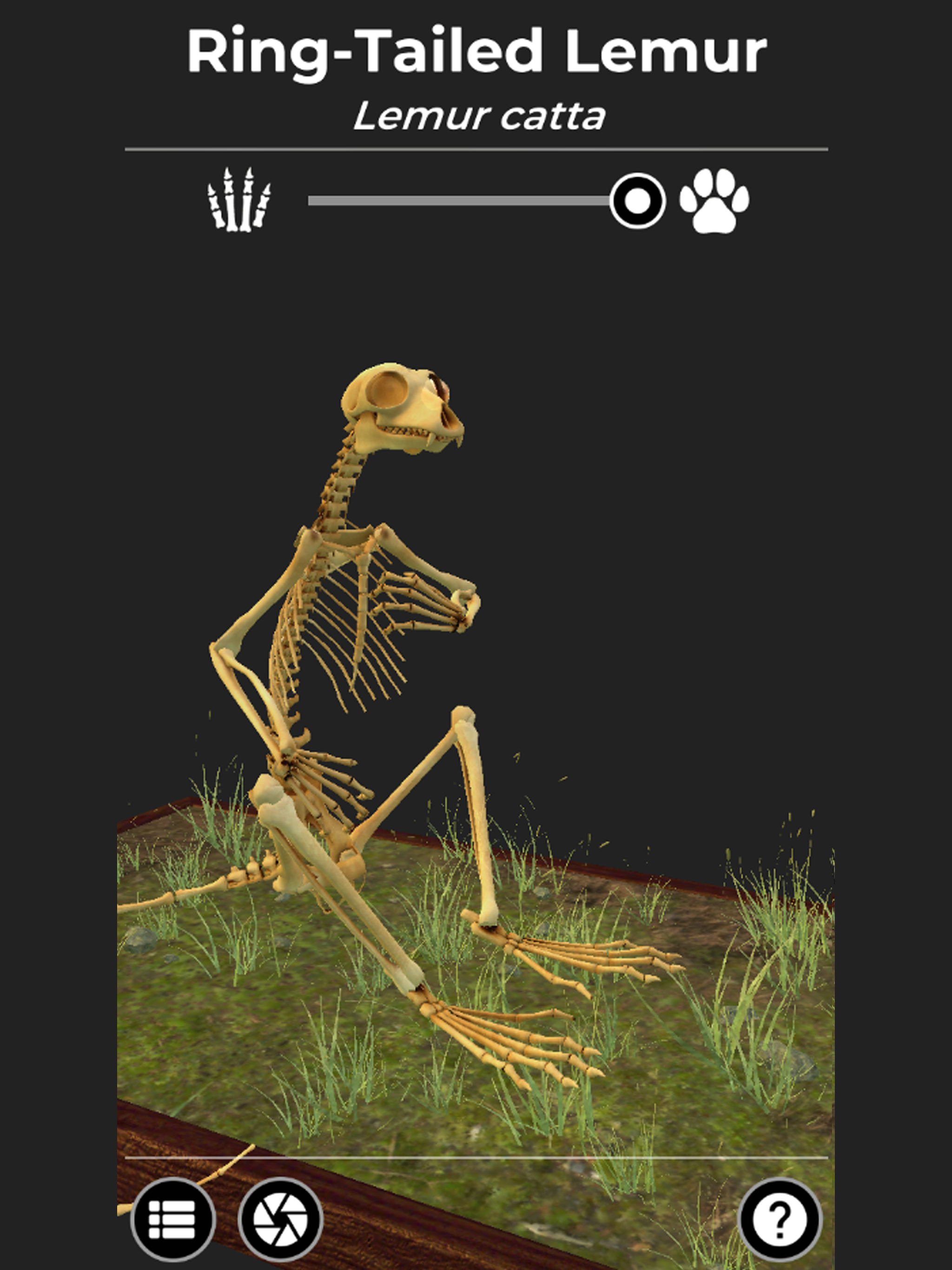 Bare Bones