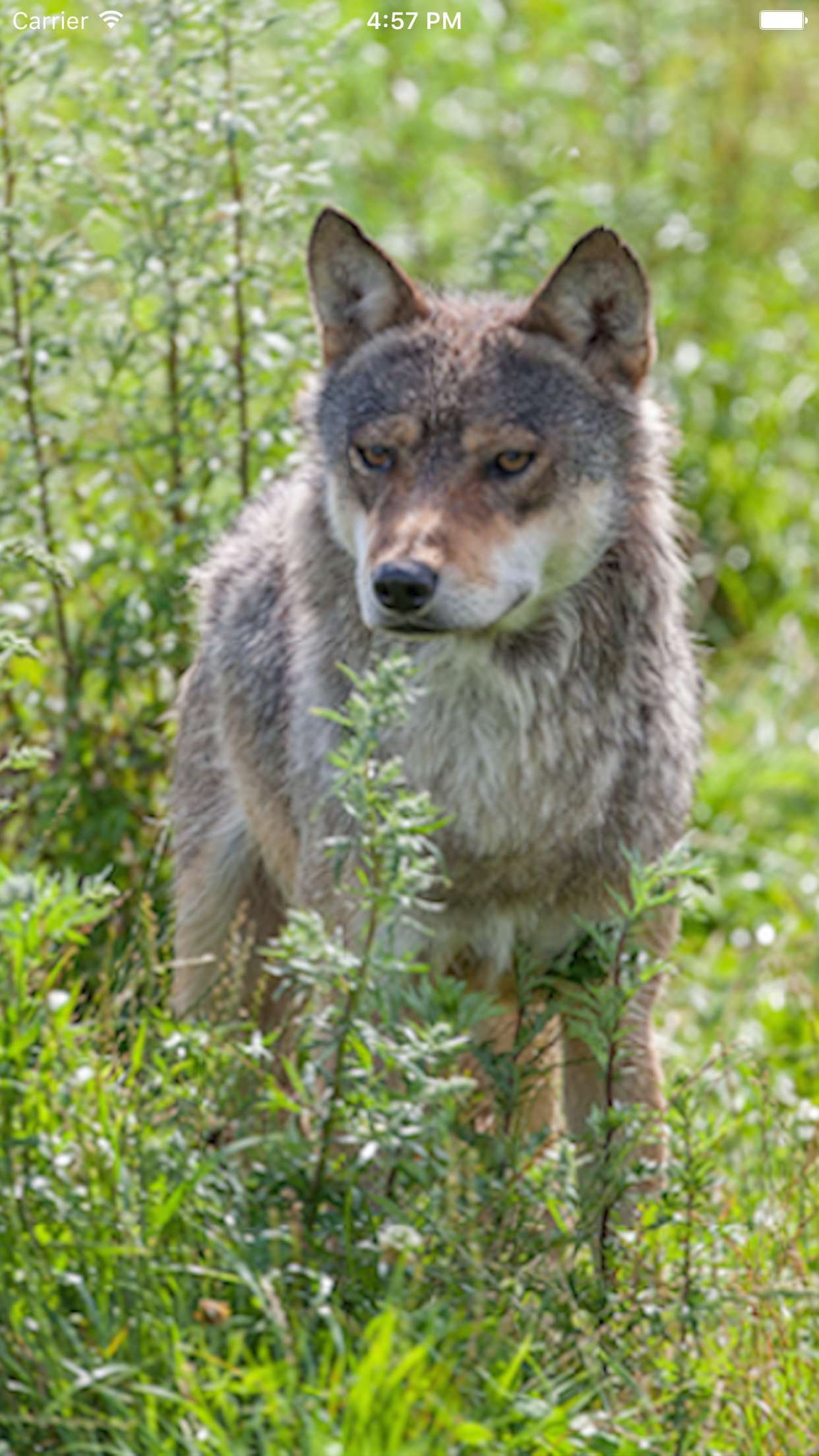 WolfApp