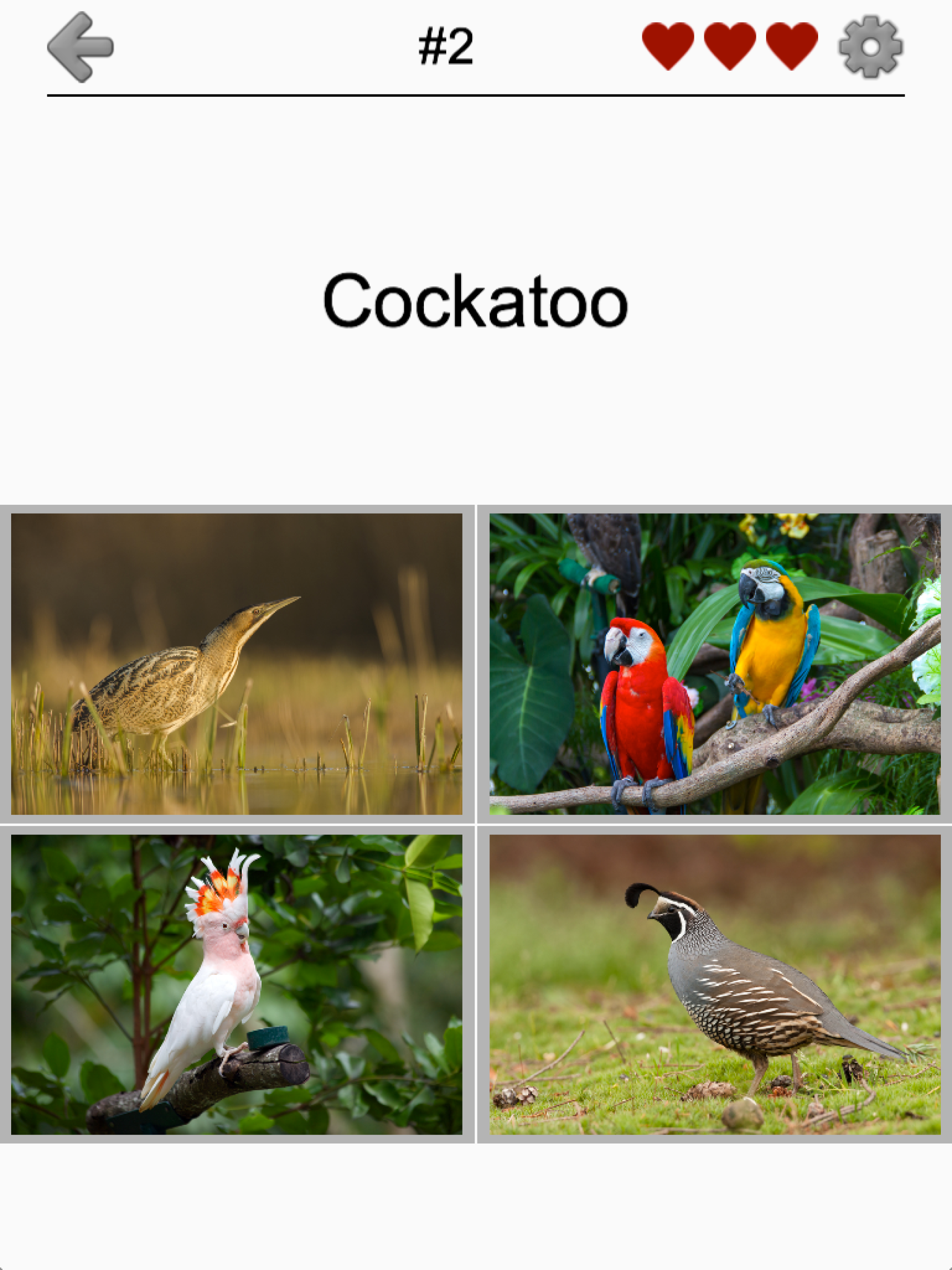 Bird World - Quiz about Famous Birds of the Earth