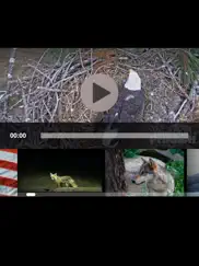 view real live animals in the wild ipad images 1