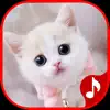 Cute Cat Sounds App Feedback