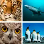 Animal Quiz Close Up : Guess the Word Trivia Games App Positive Reviews
