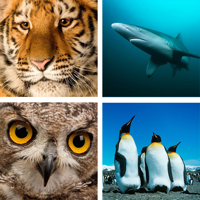 Animal Quiz Close Up  Guess the Word Trivia Games