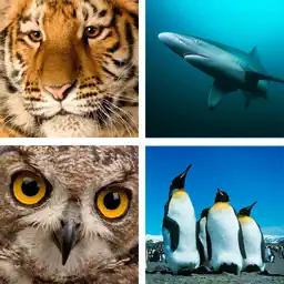 Animal Quiz Close Up : Guess the Word Trivia Games app icon