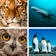 Animal Quiz Close Up : Guess the Word Trivia Games app icon - Games app for iPhone