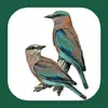 Similar Birds of Western Palearctic Apps