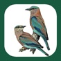 Birds of Western Palearctic app download