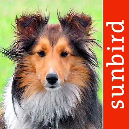 Hunde Id - Welcher Hund passt zu mir? Sunbird Ratgeber zur Auswahl der passenden Hunderasse Читы