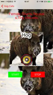 real hog hunting calls & sounds iphone screenshot 1