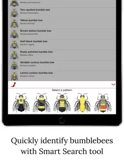 Bumble Bee Watch iPad image 3