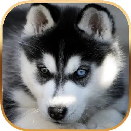 Talking Dog Virtual Pet Husky Cheats