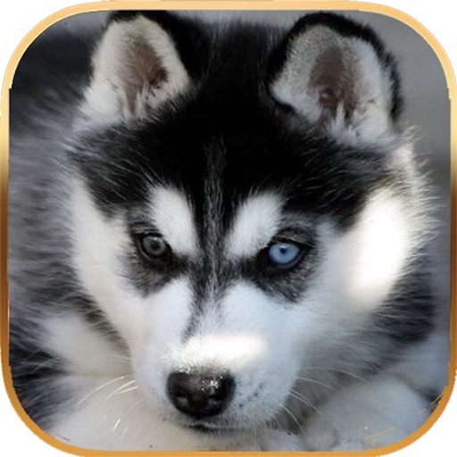 Talking Dog Virtual Pet Husky iOS App