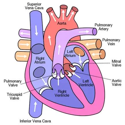 Peds Cardiology Handbook Cheats