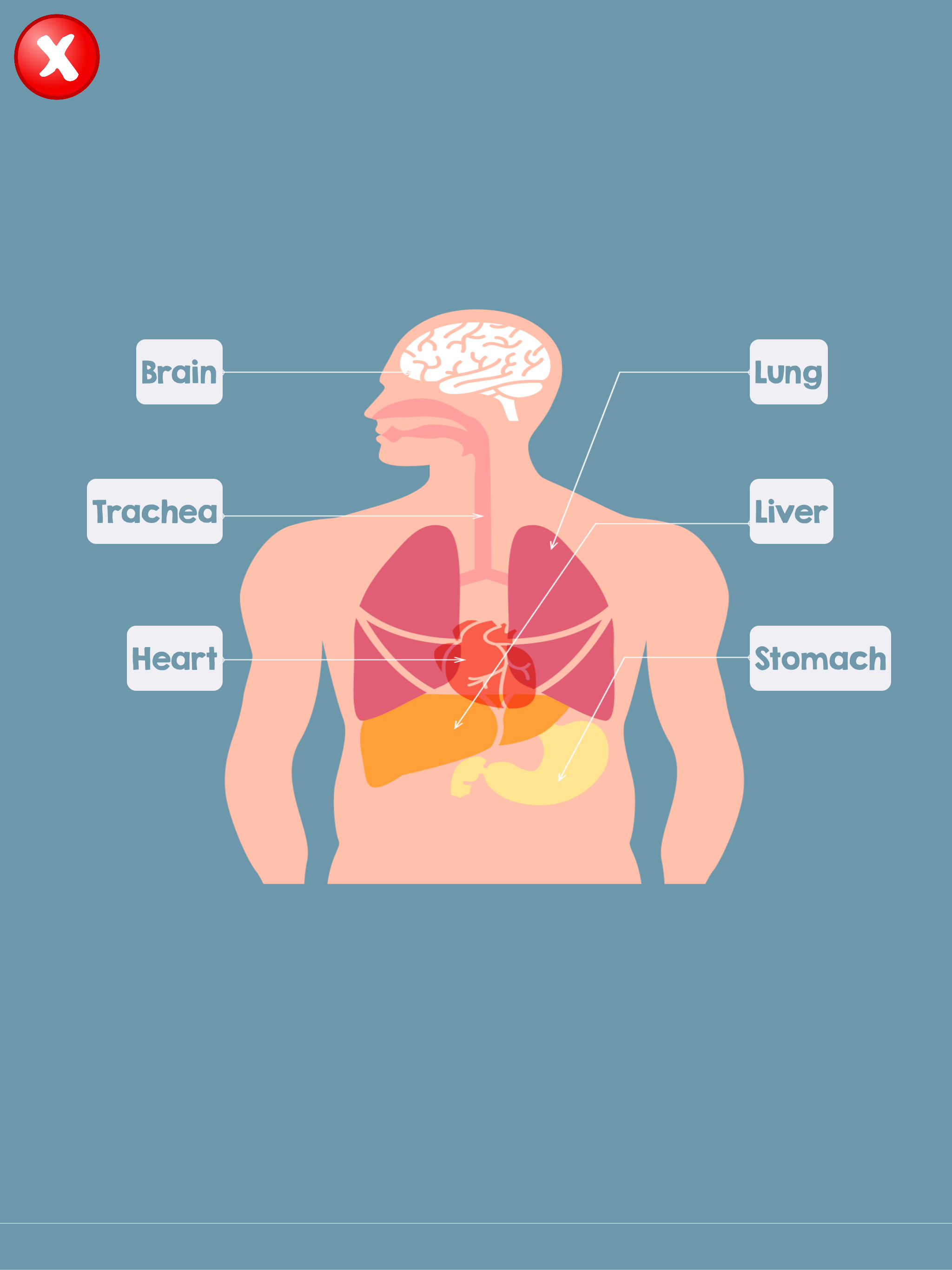 Human Body Parts Name screenshot 8