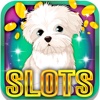 Bulldog's Slot Machine: Play with the cute dog