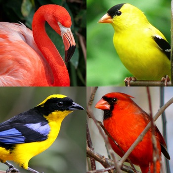Vogels van de wereld - Quiz met de vogel foto's