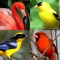 Bird World - Quiz about Famous Birds of the Earth