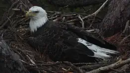 live bird watching iphone resimleri 3