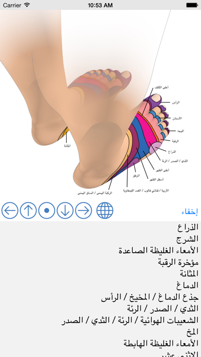 Foot Reflexology Chart Screenshot