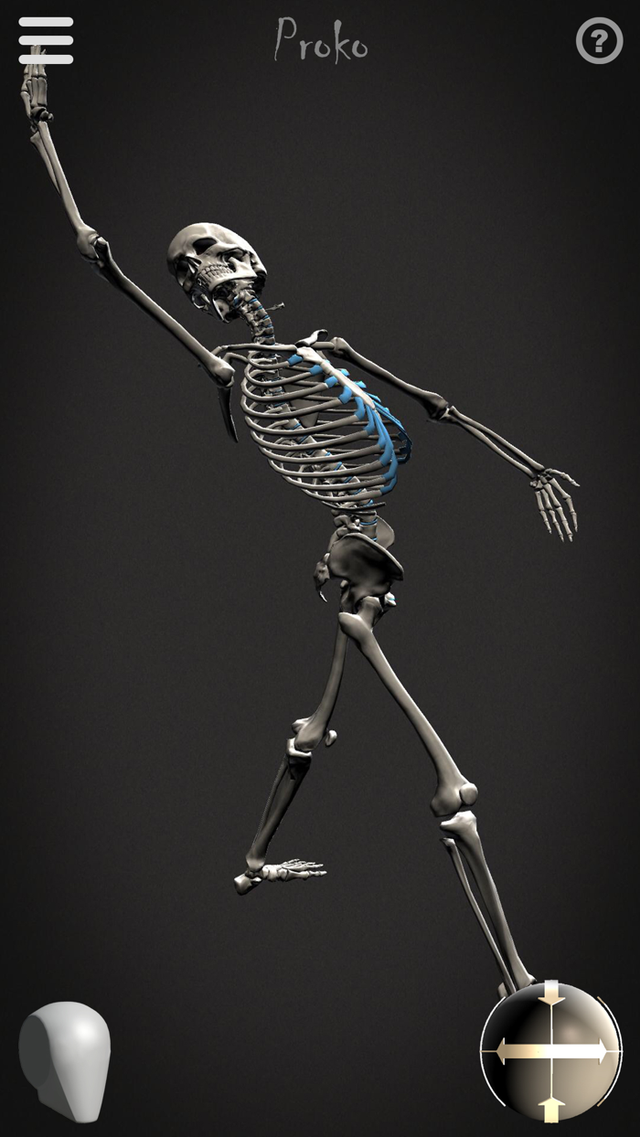 Skelly - Art Model