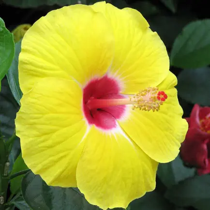 Hawaii Plants Читы