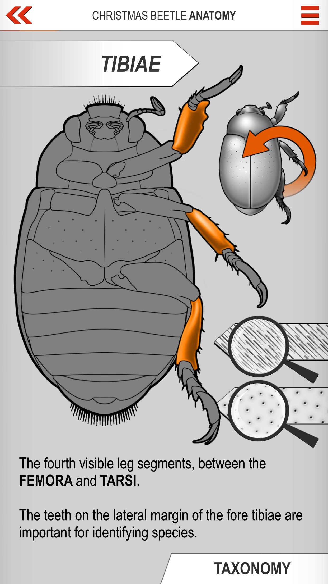 Xmas Beetle ID Guide