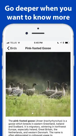Game screenshot Name the bird! (Europe) hack
