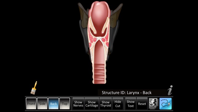 Larynx ID(圖4)-速報App