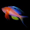 Fishes: Greater Caribbean - iPadアプリ