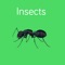 Insects Preschool Toddler is a great tool to help toddlers learn Insects
