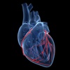 Preventing Cardiovascular Diseases-Heart Disease