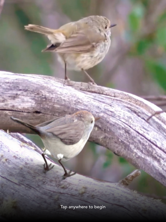 Screenshot #4 pour Simon Denny Cage AR